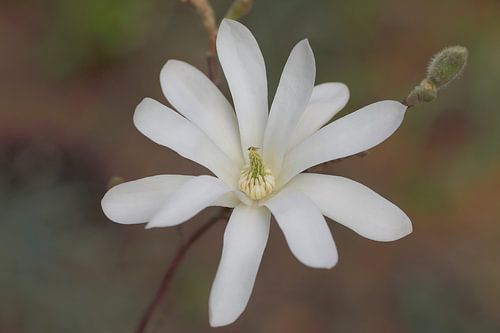 04 Jochumhof Stermagnolia