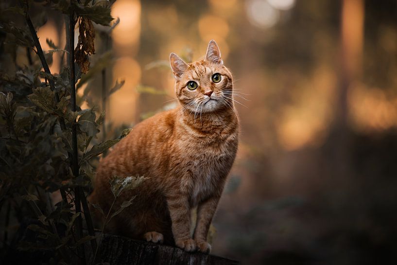 Chat rouge dans la forêt avec de belles couleurs oranges par Lotte van Alderen