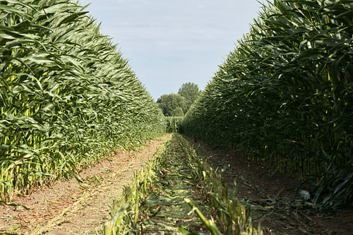 Zwischen den Reihen des Sommers