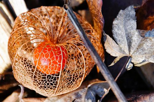 einer rote Frucht der Lampionblume