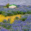 Bateau avec des lupins, Islande sur Adelheid Smitt