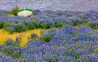Bootje met lupines, IJsland