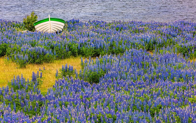 Bootje met lupines, IJsland van Adelheid Smitt