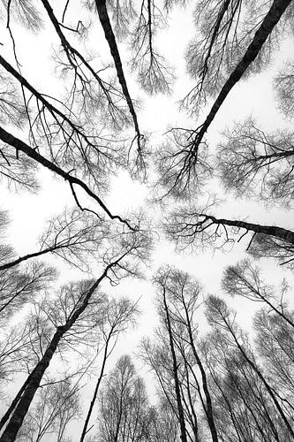Birches in the sky by Remco Stunnenberg