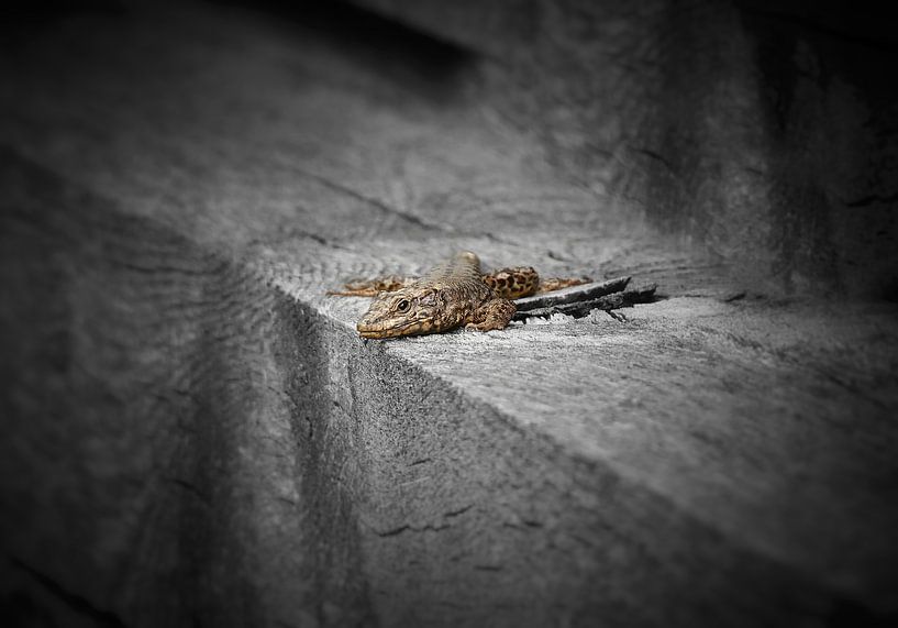 Small lizard on a log by Maickel Dedeken