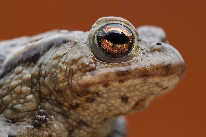 Common Toad (Bufo bufo) by Ronald Pol