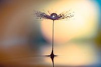Dandelion fluff on water