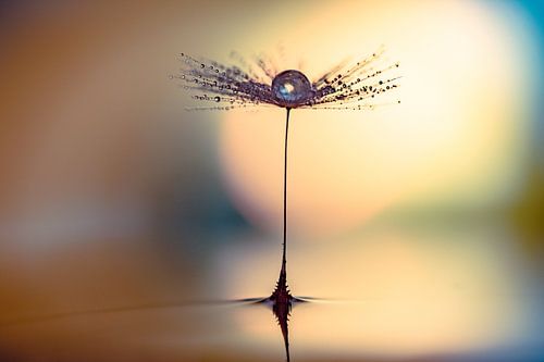 Paardenbloempluis op water