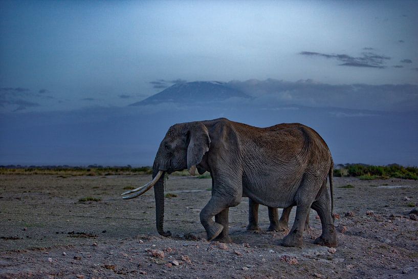 Elephnt Kili by Peter Michel
