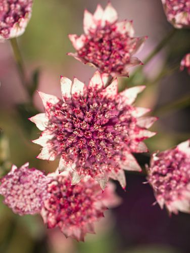 Bouton de Zeeland rose