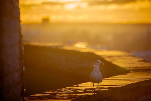 Möwe auf dem Domberg in Tallinn