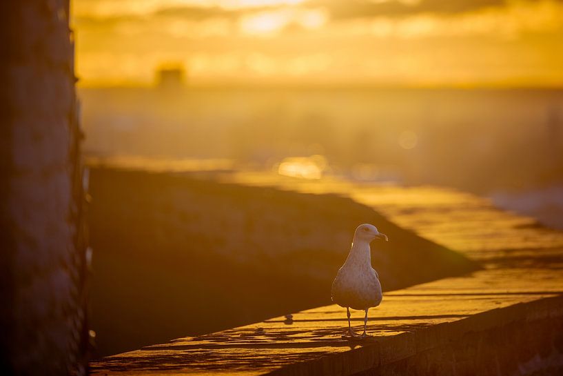 Möwe auf dem Domberg in Tallinn von Robert Ruidl