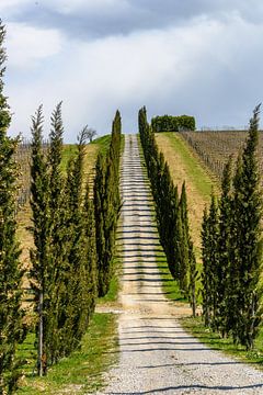 Avenue of cypresses between the vineyards by Guy Lambrechts