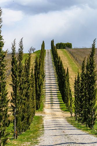 Avenue of cypresses between the vineyards