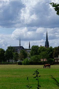 Horses grazing in Culemborg