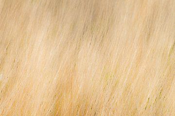 Rayures formées par l'herbe des dunes sur KC Photography