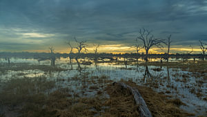Sunset Over Flooded Wetland Swamp with Silhouette Dead Trees