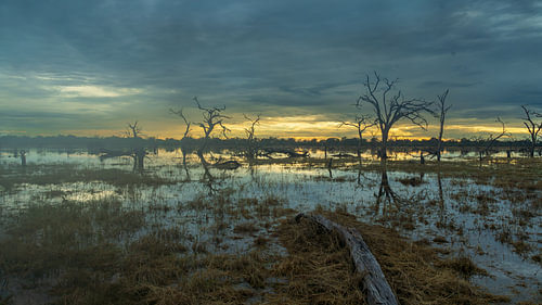Sunset Over Flooded Wetland Swamp with Silhouette Dead Trees