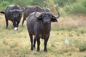 Kaapse buffel (Syncerus caffer), Oeganda van Alexander Ludwig