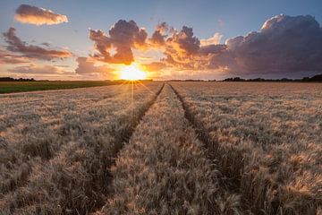 Last Light sur Ron Buist