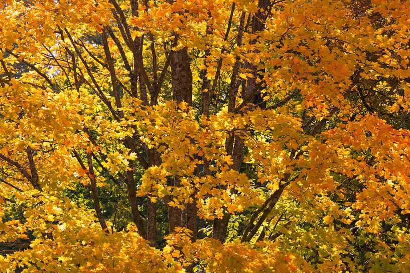 HERBST 03 von Tom Uhlenberg