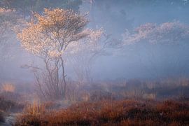 Currant trees on the Zuiderheide by gooifotograaf