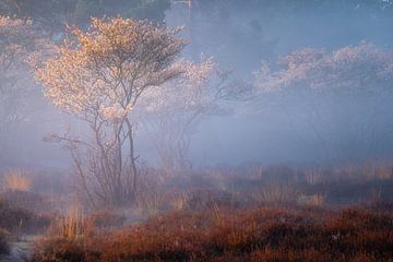 Groseilliers sur la Zuiderheide sur gooifotograaf