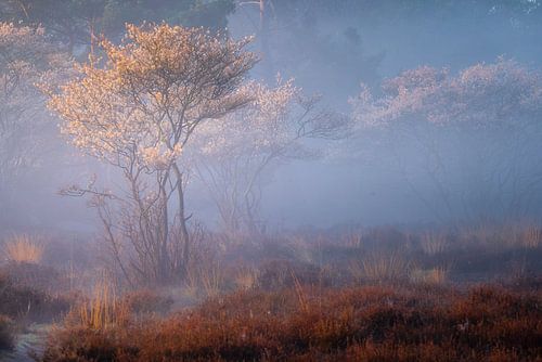 Currant trees on the Zuiderheide