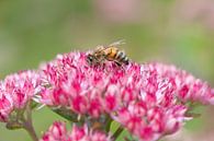 Bee sitting on flower von Tamara Witjes Miniaturansicht