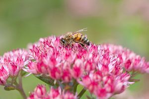 Bee sitting on flower