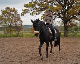 Training with the Bayer black horse Baveria on a riding arena in autumn
