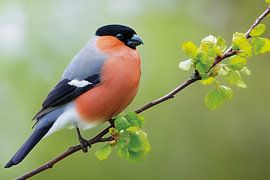 Gimpel (Pyrrhula pyrrhula)