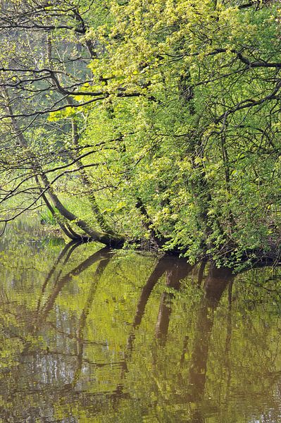 i like it green by Matthijs Lokers