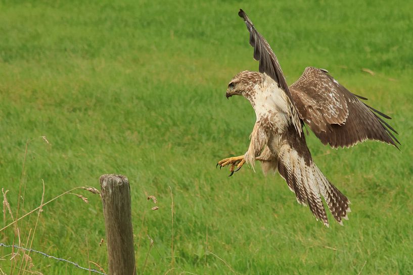 Bussard von Rinnie Wijnstra (FotoAmeland )