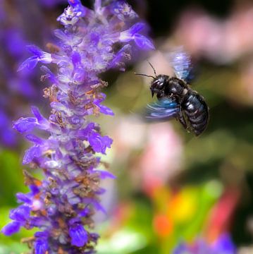 Holzbiene fliegt zu einer Salbei Blüte von ManfredFotos
