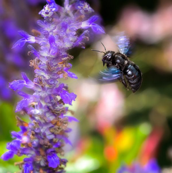 Wood bee flies to a sage flower by ManfredFotos