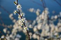 Blossom