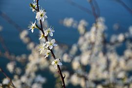 Blossom by Nederland op Foto