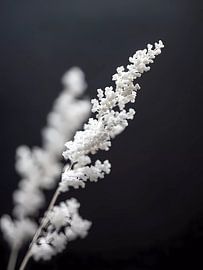 Nature's Minimalism White Flowers on Dark by haroulita