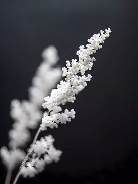 Minimalisme natuur's Witte bloemen op donker van haroulita