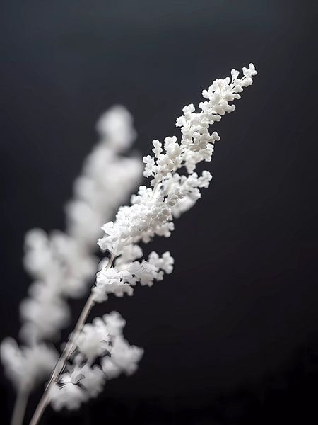 Minimalisme de la nature Fleurs blanches sur fond sombre par haroulita