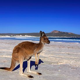 Känguru an einem weißen Strand in Westaustralien von Coos Photography