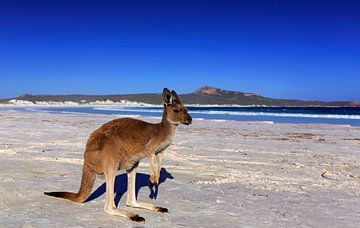 Kangourou sur une plage blanche en Australie occidentale sur Coos Photography