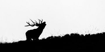 The silhouette of a burling deer. by Herwin Jan Steehouwer