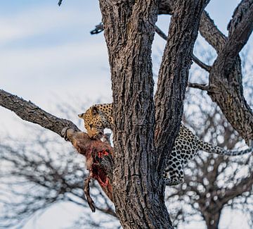 Luipaard na succesvolle jacht Namibië, Afrika van Patrick Groß