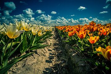 tulpen en hollandse lucht van peterheinspictures