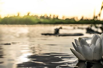 Die Seerose von Robert Snoek