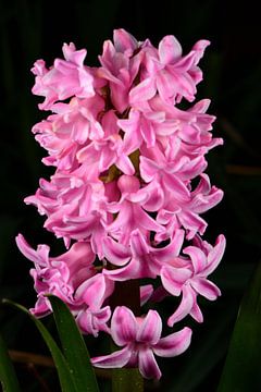 Roze hyacint