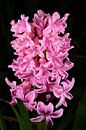 Roze hyacint van Gerard de Zwaan thumbnail