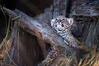 Leopardenjunges schaut auf von Jos van Bommel Miniaturansicht